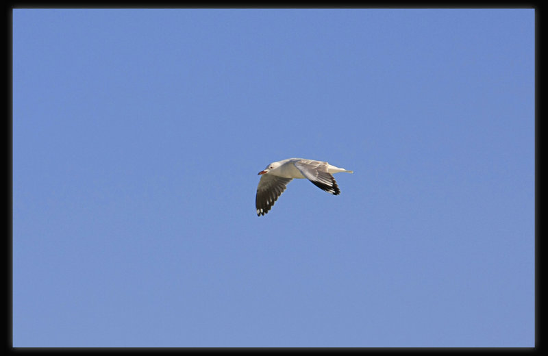 Silver Gull