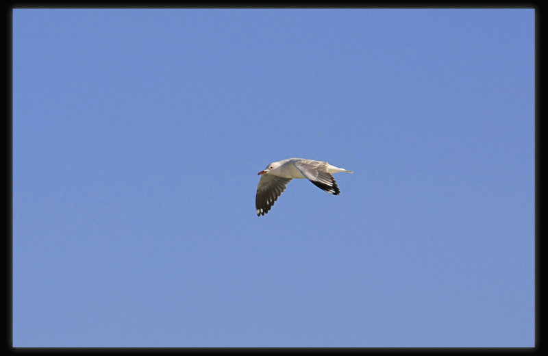 Silver Gull