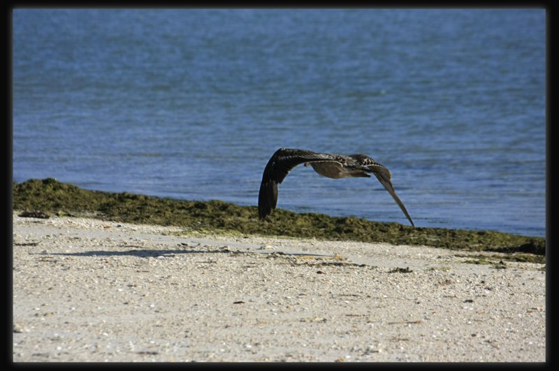 Pacific Gull