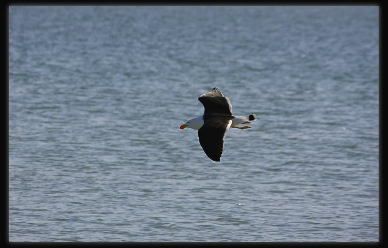 Pacific Gull