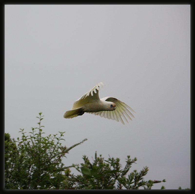 Little Corella