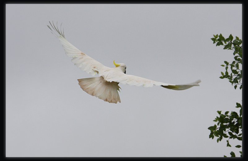 Sulphur Crested Cockatoo