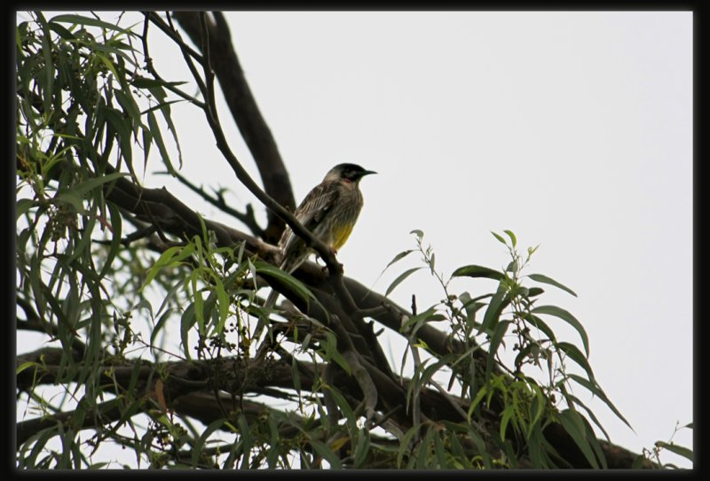 Red Wattlebird
