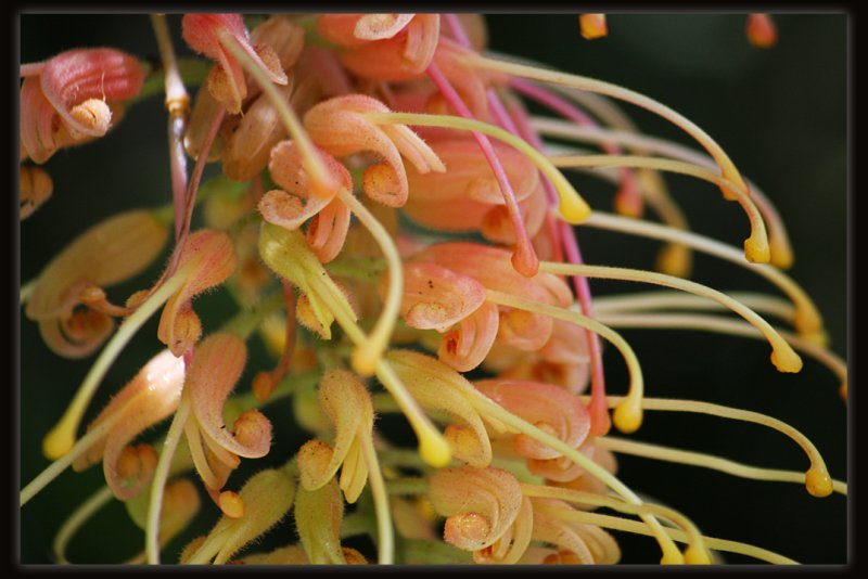 Grevillea