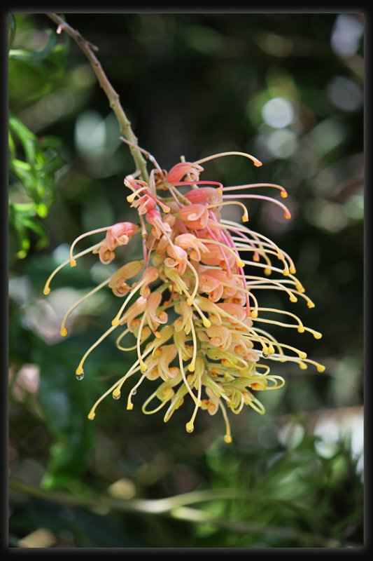 Grevillea