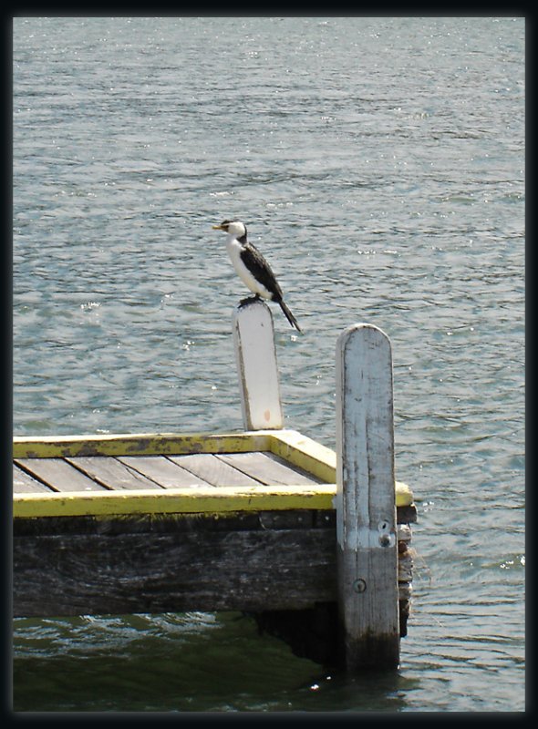 Pied Cormorant - Lakes Entrance