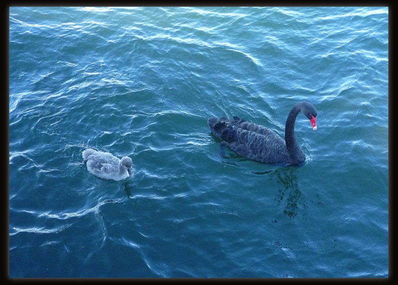 Swan & Signet