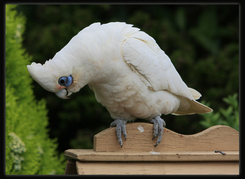 Little Corella