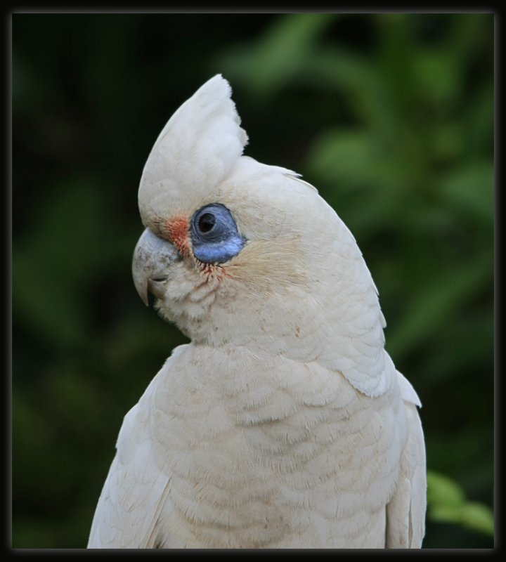 Little Corella