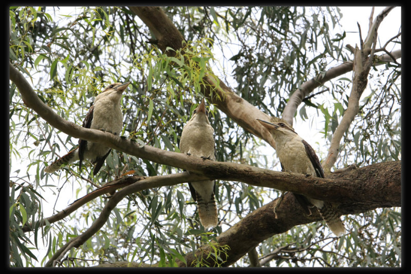 Kookaburras
