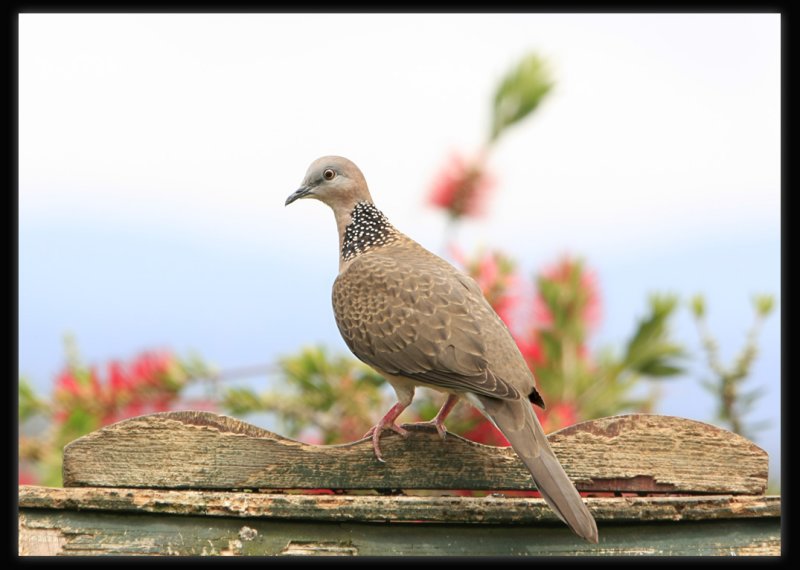 Spotted Dove