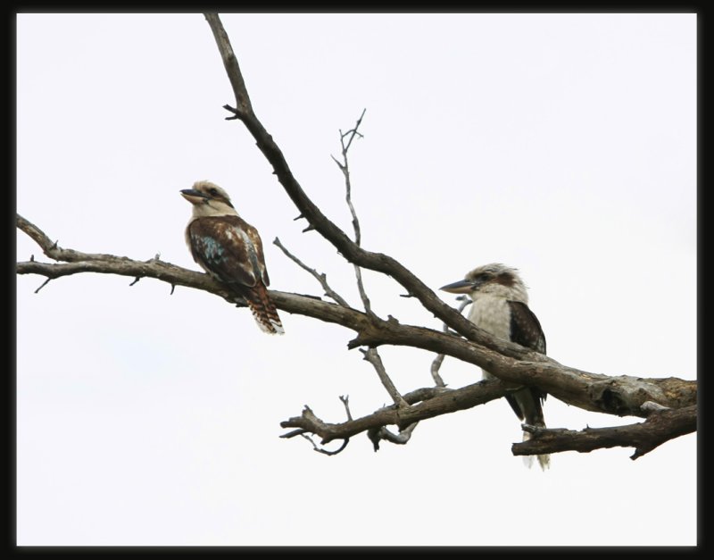 Kookaburras