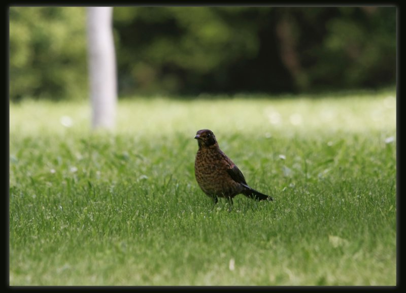 Blackbird - Female