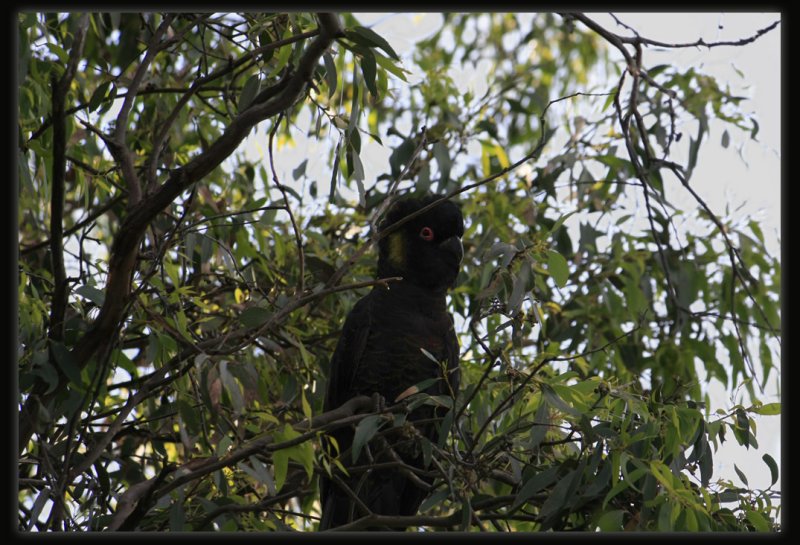 Yellow - Tailed Black Cockatoo