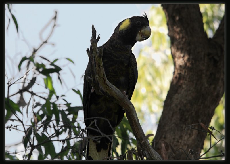 Yellow - Tailed Black Cockatoo