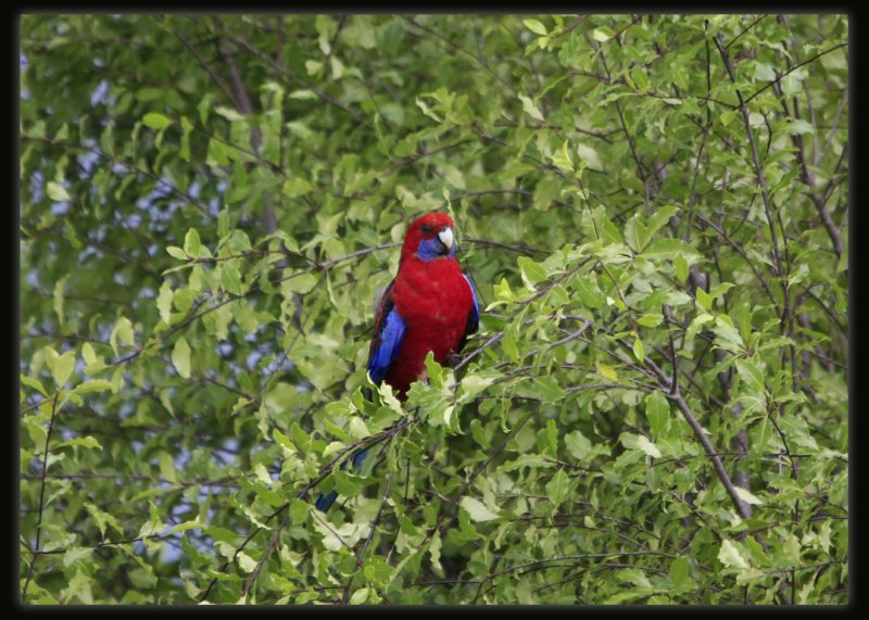 Crimson Rosella