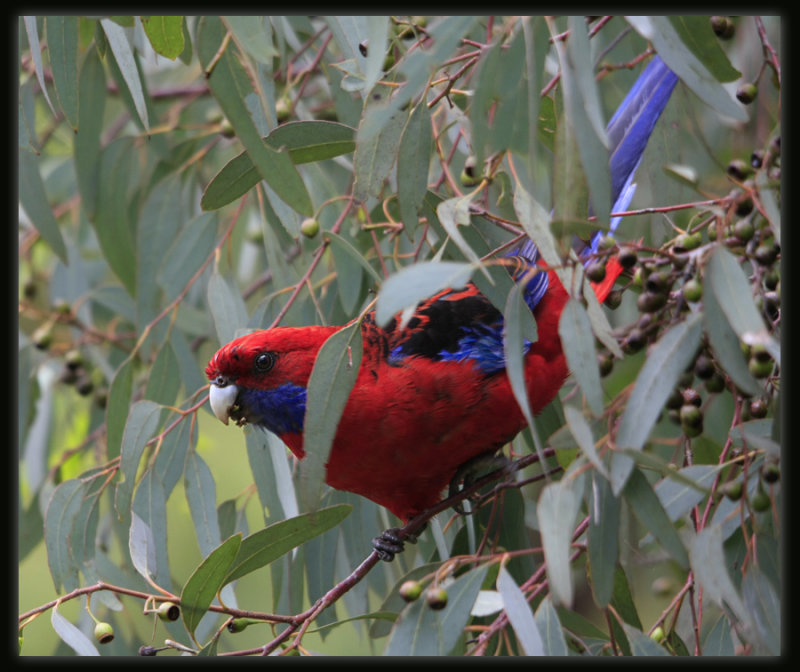 Crimson Rosella