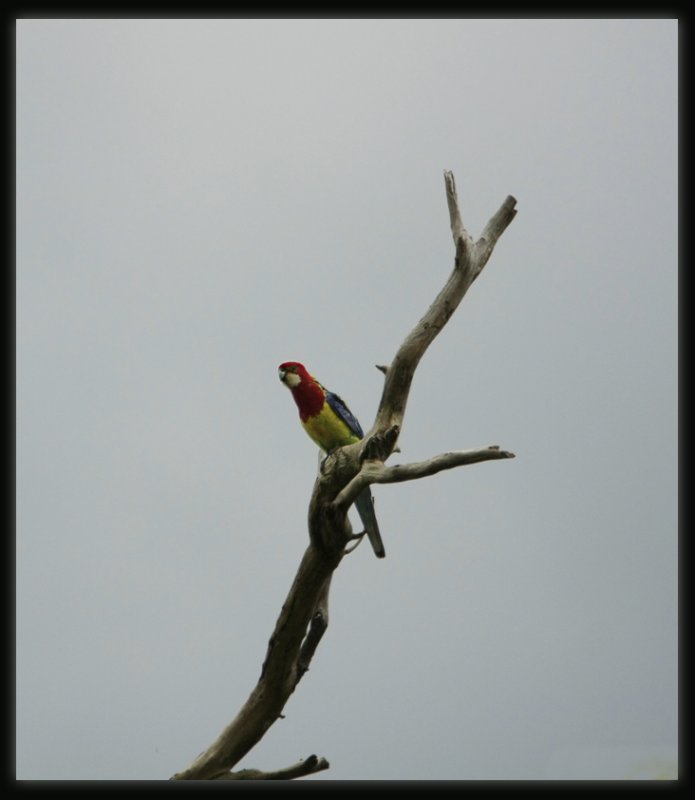 Eastern Rosella