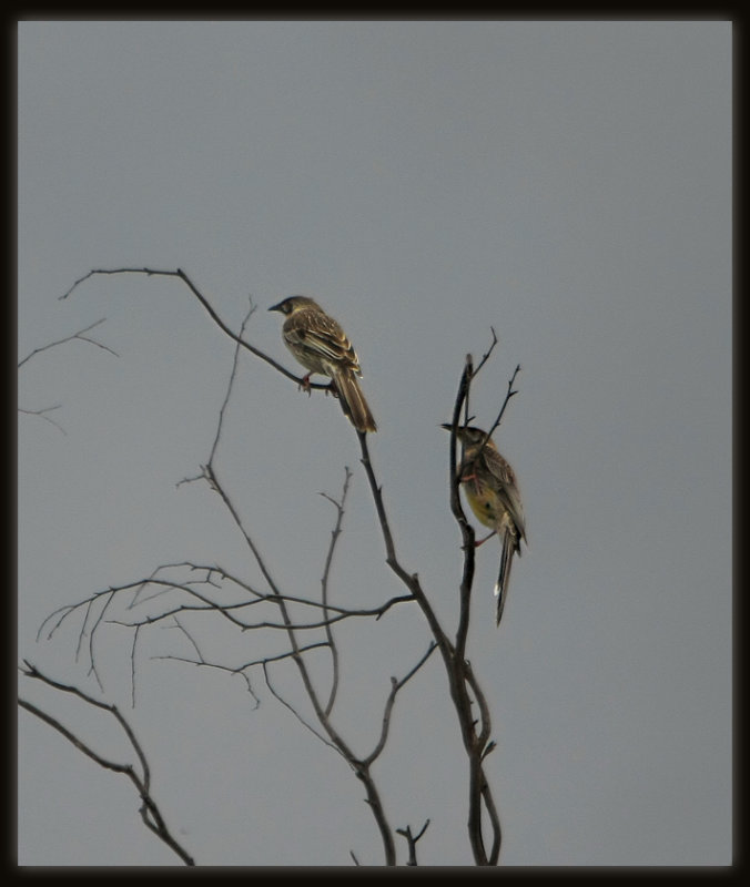 Red Wattlebirds