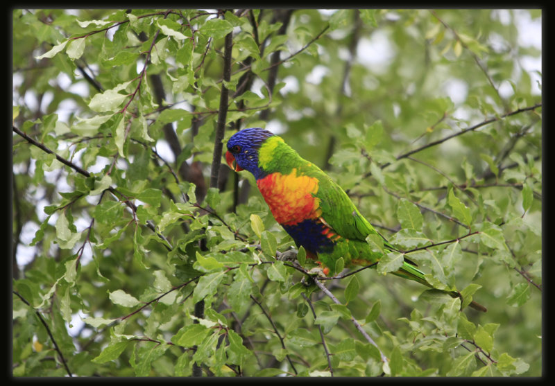Rainbow Lorikeet