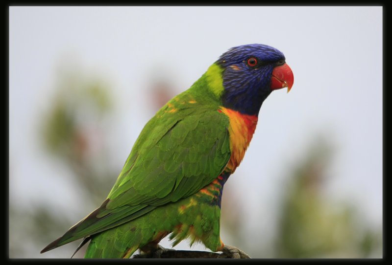 Rainbow Lorikeet