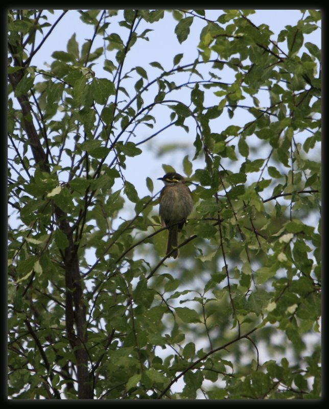 Yellow - Faced Honeyeater