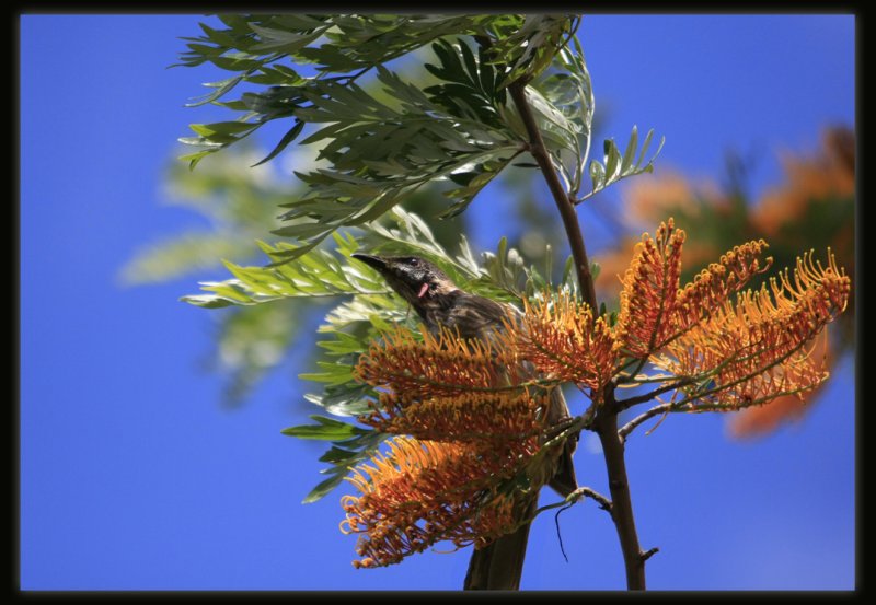 Red Wattlebird