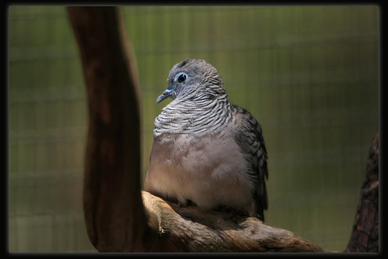 Peaceful Dove