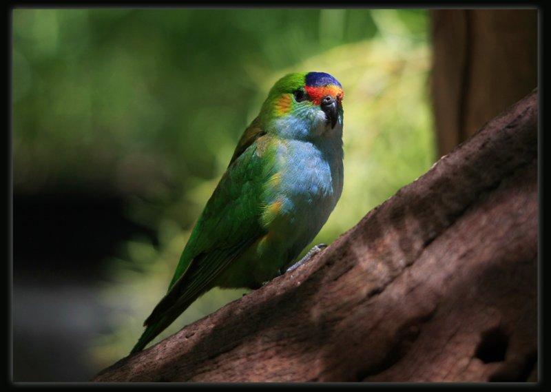 Purple - Crowned Lorikeet