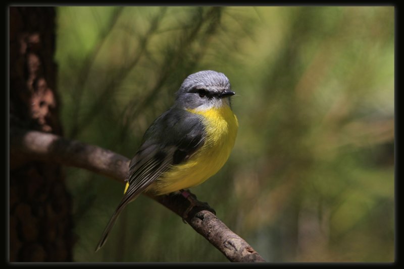 Eastern Yellow Robin