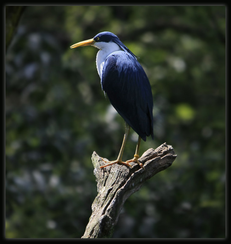Pied Heron