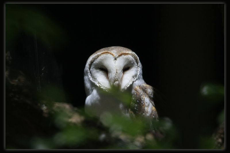 Barn Owl