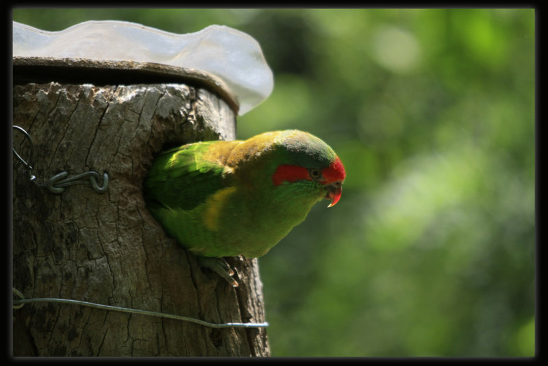 Musk Lorikeet