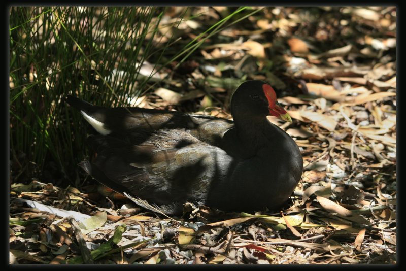 Dusky Moorhen
