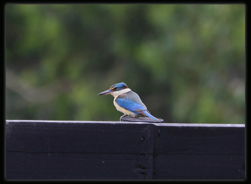 Sacred Kingfisher