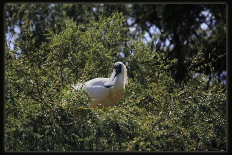 Royal Spoonbill