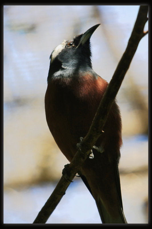 White - browed Woodswallow