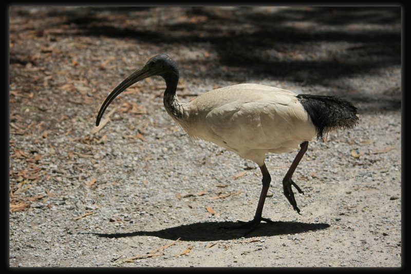 White Ibis