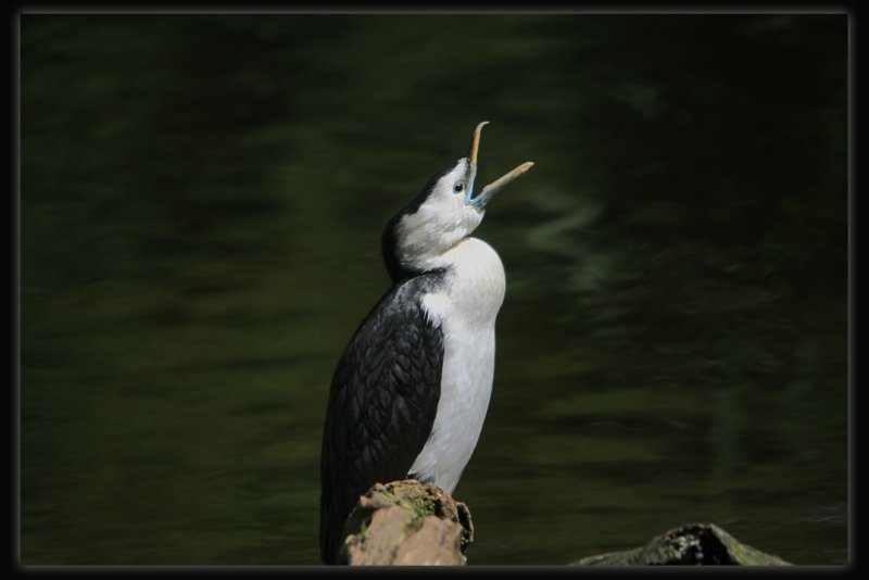 Little Pied Cormorant