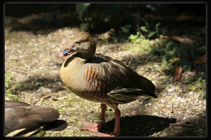 Plumed Whistling - Duck