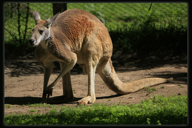 Red Kangaroo