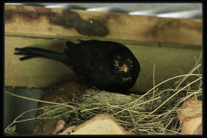 Blackbird Nesting On Wood Stack