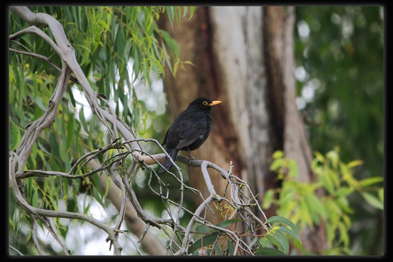 Blackbird