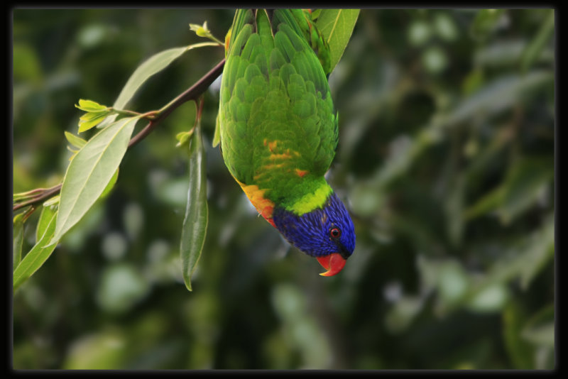 Rainbow Lorikeet