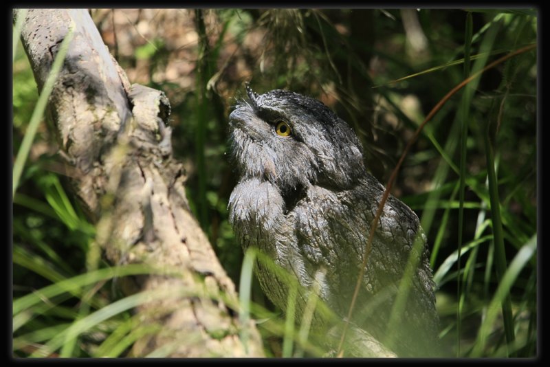 Tawny Frogmouth
