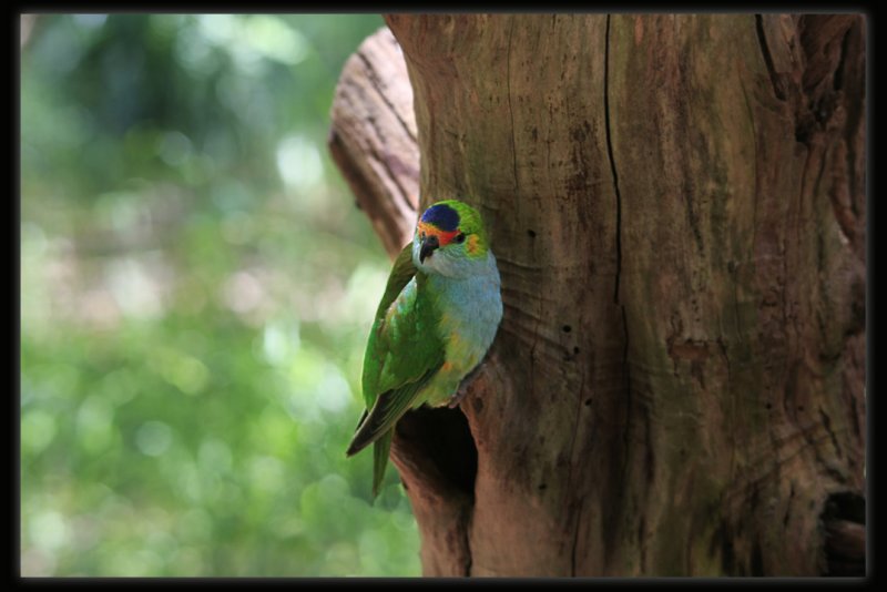 Purple - crowned Lorikeet