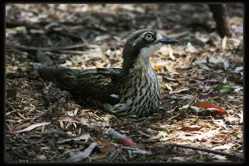 Bush Stone - curlew