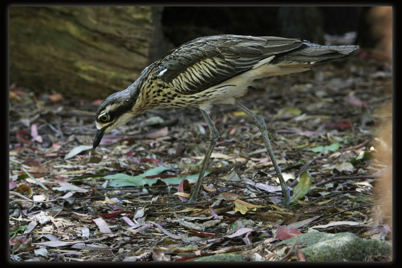 Bush Stone - curlew