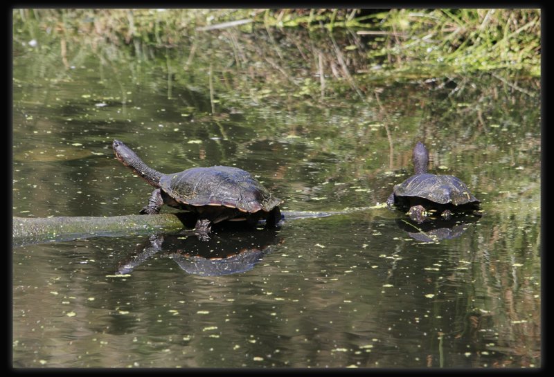 Tortoises
