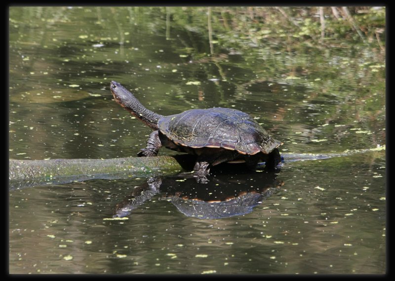 Tortoise